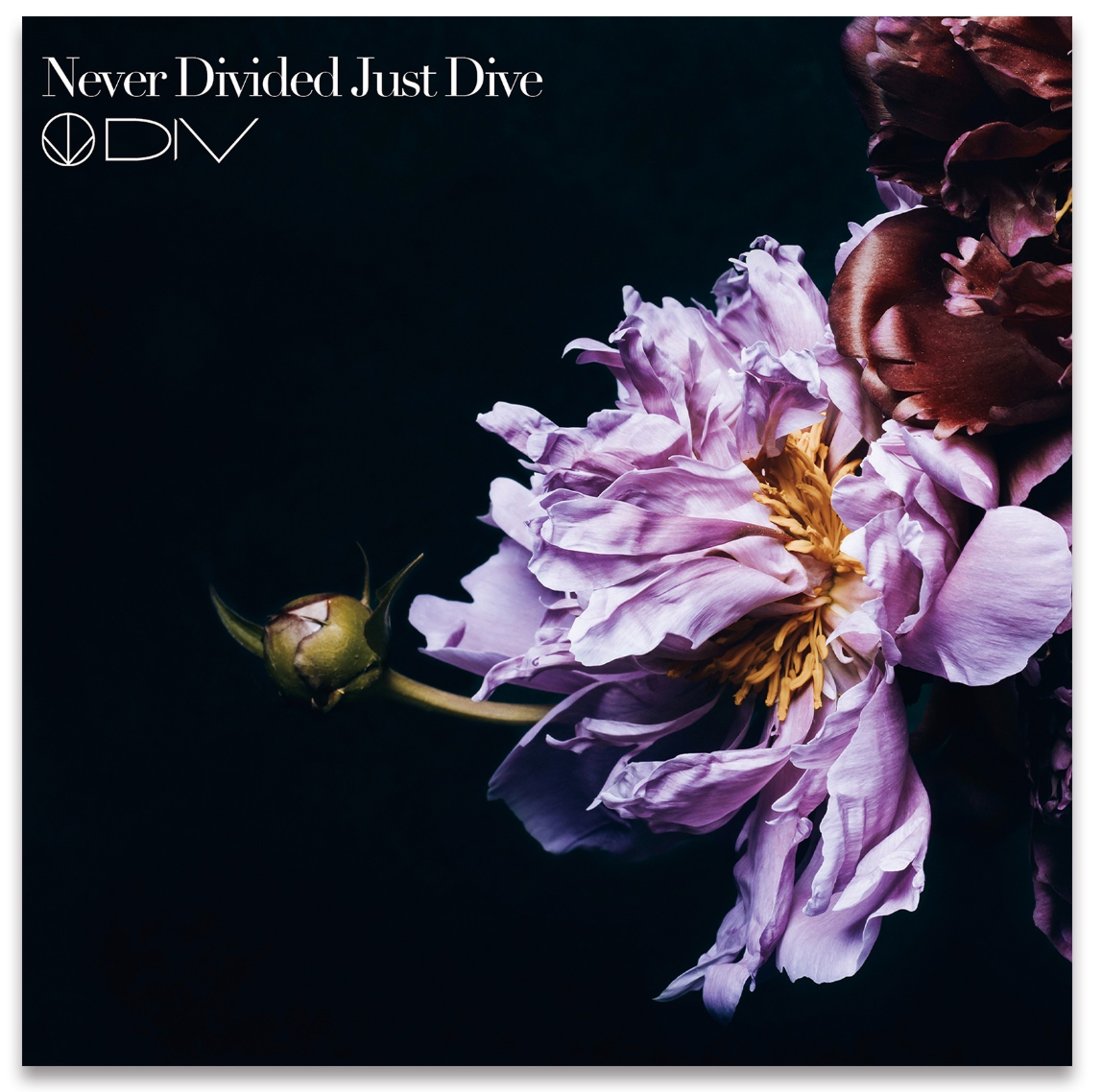 DIV「Never Divided Just Dive」